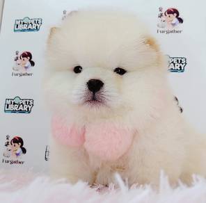 Chow Chow