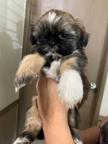 Endearing shih tzu cute long hair toy breed with l