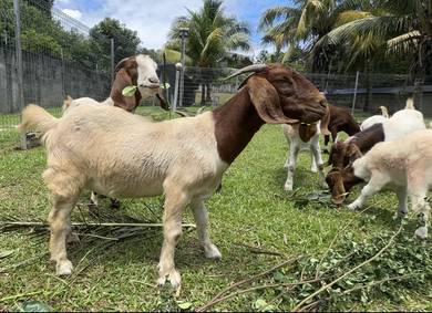 3 Ekor Kambing Betina Boer Cross Untuk Dijual