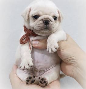 PUG PUPPIES 606 🌻 REHOME Pug Male