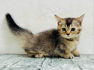 Munchkin Golden BSH
