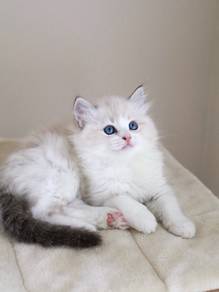Ragdoll Seal Lynx Bicolor 