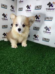 Quality long coat Pembroke Welsh corgi