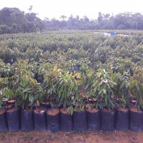 Benih Durian Duri Hitam 5kaki