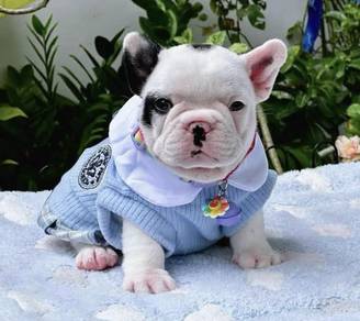FRENCH BULLDOG PUPPIES VIP04 🌻Cute Puppy
