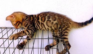 Male Bengal Kitten
