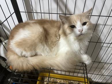 kucing dewasa