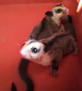 White Face Mosaic Sugar Glider