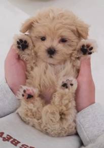 z48 Charming Maltipoo Dog