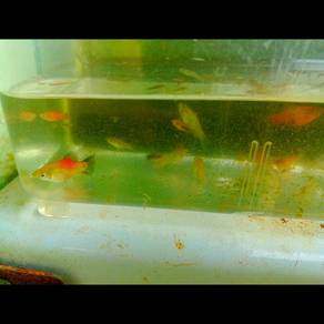ikan gaint red molly
