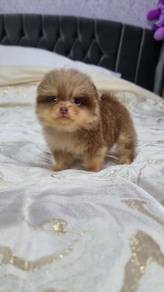 Pomeranian 