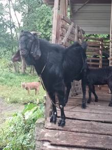 Kambing cukup umur untuk buat aqiqah