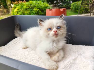 TOPs S-GRADE Freydis Bicolor Ragdoll cat kucing
