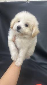 Pomeranian mix Poodle (HM3) 博美混贵宾 男生3