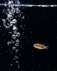 Mini Puffer