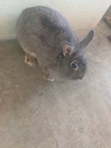 dwarf bunny Adoption