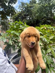 Golden retriver