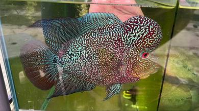 Flowerhorn Cencu Male with huge kok