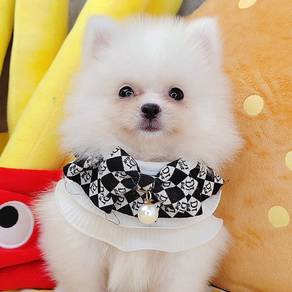 Pomeranian