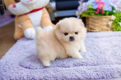 Tiny Pomeranian 