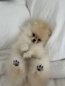 G4413 Peppy Pomeranian Cute Small Breed Companion