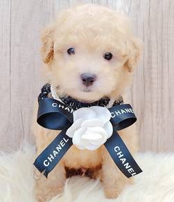 Poodle
