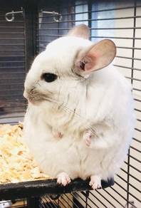white fluffy chinchilla 🐇