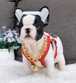 FRENCH BULLDOG PUPPIES 🌻VIP151 Boy -Girl