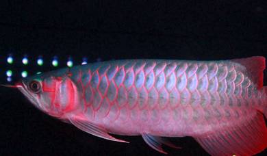 Super Red arowana 13 inch  -wholesale price