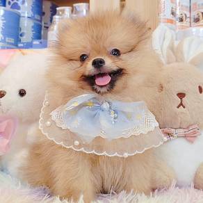 Pomeranian