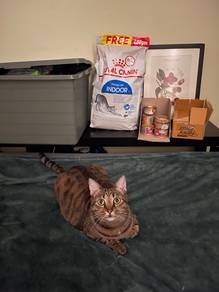 4KG Royal Canin Indoor 27