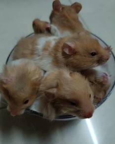 Hamster Baby Available_PM ANYTIME