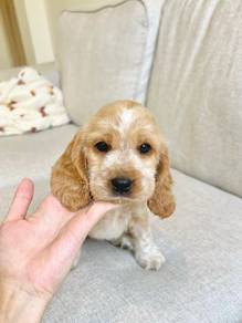 cocker spaniels 