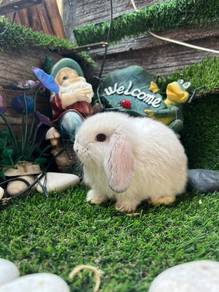 Holland lop