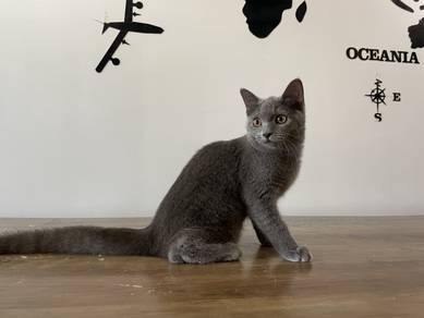 Munchkin Non-standard (Male)