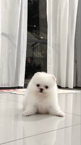 Teddy bear face super thick coat tiny Pomeranian