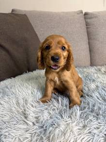 Cocker spaniel puppy