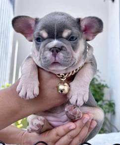 FRENCH BULLDOG PUPPIES 🌻S232 Boy~Girl