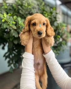 cocker spaniel puppies