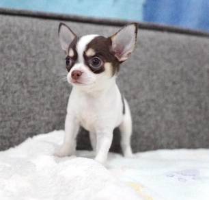 CHIHUAHUA PUPPIES 210🌷Head Apple Cute Dog
