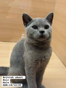 Bsh Blue
