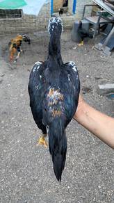 Ayam ratu