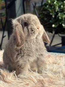 Holland lop