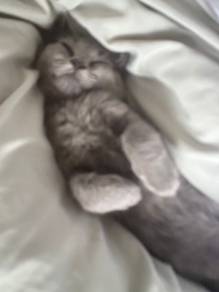 British short hair x american curl
