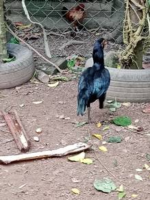 Ayam batang kaki