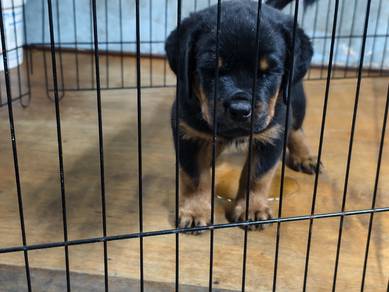 rottweiler puppy