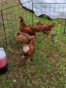 ayam rir europe ori