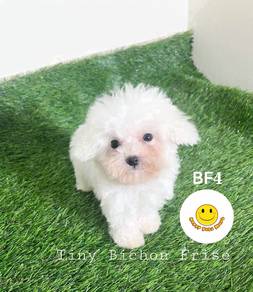 RRT_DRF99 Tiny size Bichon Frise puppies