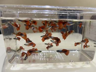 Guphy Fish