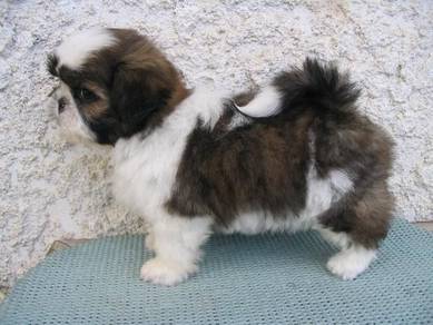 SS3377 Shih Tzu brown & white haired puppies